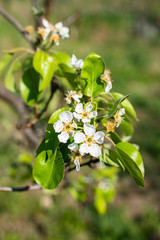 Apricot flowers closeup
