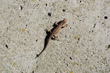 Braune Eidechse auf sonniger Steinmauer
