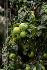 Closeup of green apples on a branch in an orchard