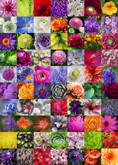 Colours of nature, collage with many colourful 