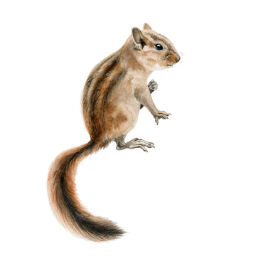 Forest chipmunk (squirrel) watercolor image. Hand drawn small rodent with a beautiful long tail close up illustration. Cute young wild gnawer isolated on white background.
