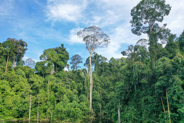 The Koompassia Excelsa  or Tualang or Mengaris tree between the Borneo wild Rainforest jungle.