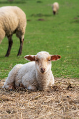 Naklejka na ściany i meble Close-up portrait of one little white and brown lamb sitting on straw on a green meadow and curiously looking at the camera. Concept of free-range husbandry, animal welfare, spring or Easter season