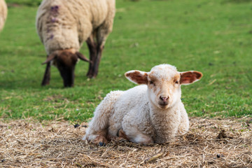 Close-up portrait of one little white and brown lamb sitting on straw on a green meadow and curiously looking at the camera. Concept of free-range husbandry, animal welfare, spring or Easter season