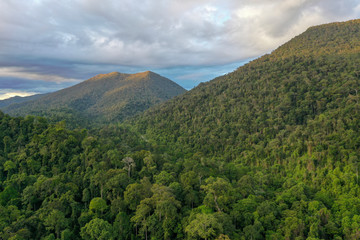 Aerial view of wild Borneo Rainforest or Rain Forest.