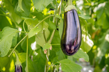 Purple fruit of an eggplant from close