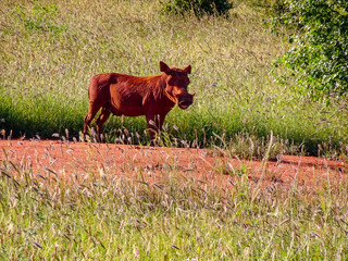 Warzenschwein im Nationalpark Tsavo Ost, Tsavo West und Amboseli in Kenia