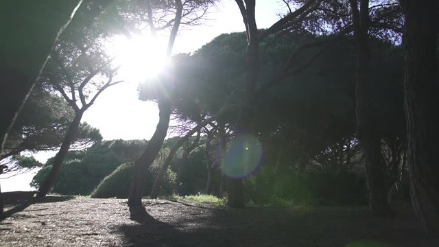 Atardecer en parque natural de alcornoques