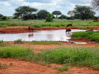 Warzenschwein im Nationalpark Tsavo Ost, Tsavo West und Amboseli in Kenia