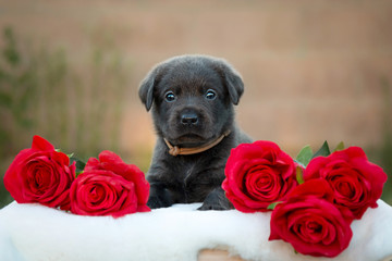 Labrador Welpe
