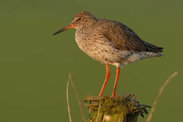 Rotschenkel Tringa totanus