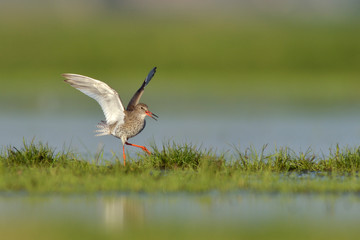 Rotschenkel Tringa totanus