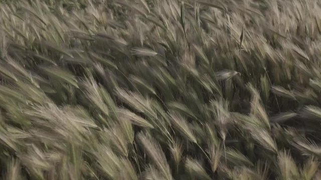 Plantas silvestres en movimiento al viento en el atardecer HD