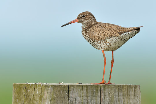 Rotschenkel Tringa totanus