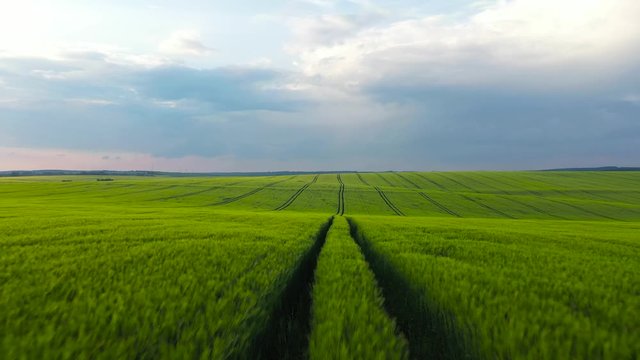 Drone view of green agricultural field and horizon skyline landscape. Flying over green wheat crops swaying in the wind under cloudy sky. Rural scenery.