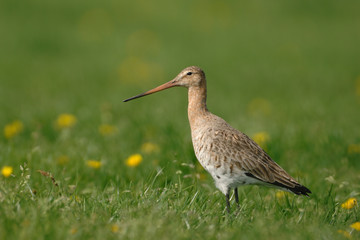 Uferschnepfe Limosa limosa