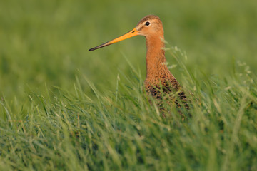 Uferschnepfe Limosa limosa