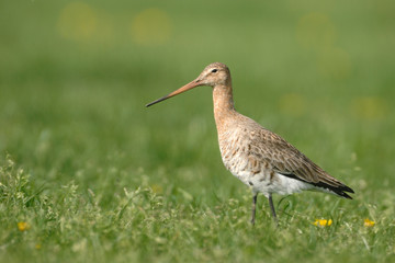 Uferschnepfe Limosa limosa