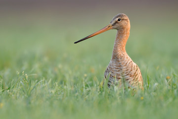 Uferschnepfe Limosa limosa