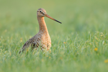 Uferschnepfe Limosa limosa