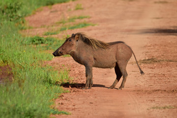 Warzenschwein im Nationalpark Tsavo Ost, Tsavo West und Amboseli in Kenia