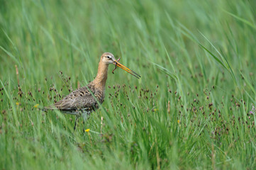 Uferschnepfe Limosa limosa
