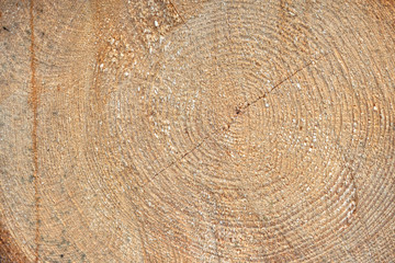 Recently cutted tree trunk. Texture of wood.