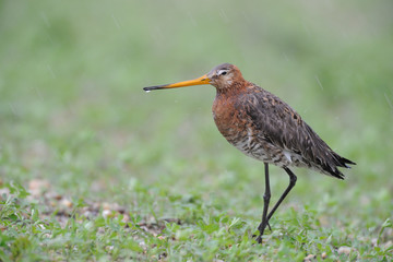 Uferschnepfe Limosa limosa