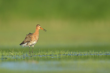 Uferschnepfe Limosa limosa