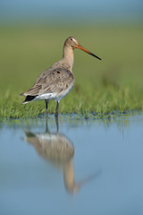 Uferschnepfe Limosa limosa