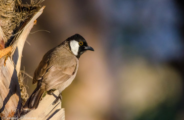 White Eared Beauty in Kuwait