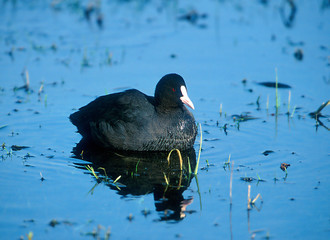 Blässhuhn Fulica atra