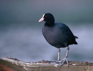 Blässhuhn Fulica atra