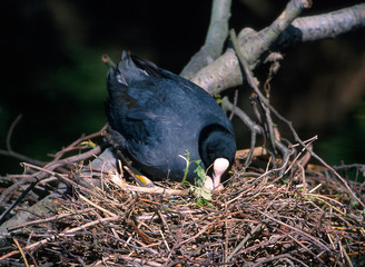 Blässhuhn Fulica atra