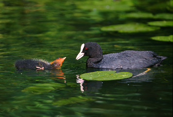 Blässhuhn Fulica atra