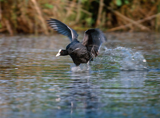 Blässhuhn Fulica atra