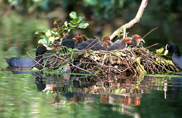 Blässhuhn Fulica atra