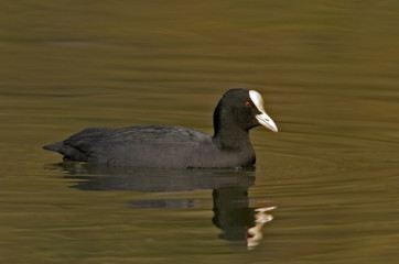 Blässhuhn Fulica atra