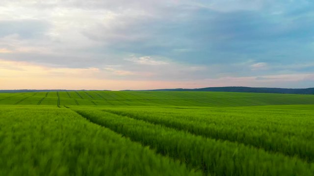 Slow motion view of drone on green grass field daylight agricultural industry landscape organic growth harvest plant farming nature grain sky environment spring farm summer rural close up