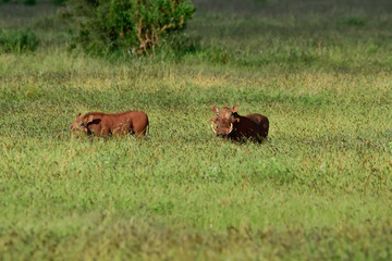 Warzenschwein im Nationalpark Tsavo Ost, Tsavo West und Amboseli in Kenia