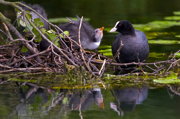Blässhuhn Fulica atra