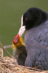 Blässhuhn Fulica atra