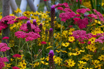 Close up of Achillea and Coreopsis in a flower border © Garden Guru