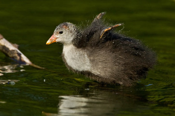 Blässhuhn Fulica atra