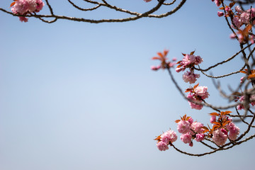 겹벚꽃
