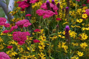 Close up of Achillea and Coreopsis in a flower border © Garden Guru