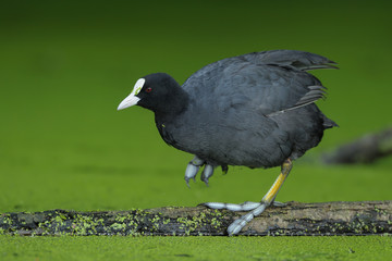 Blässhuhn Fulica atra