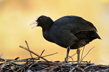 Blässhuhn Fulica atra