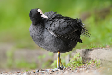 Blässhuhn Fulica atra