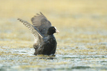 Blässhuhn Fulica atra